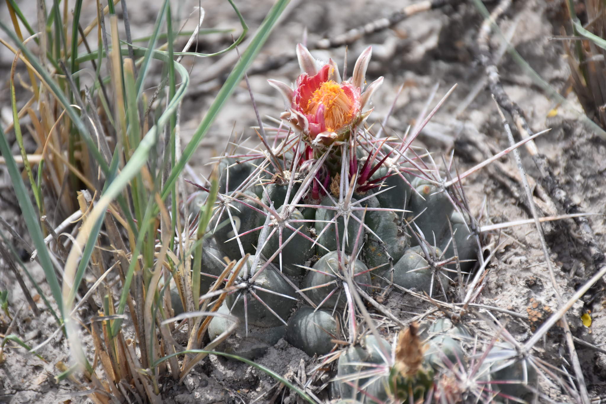 Thelocactus bicolor